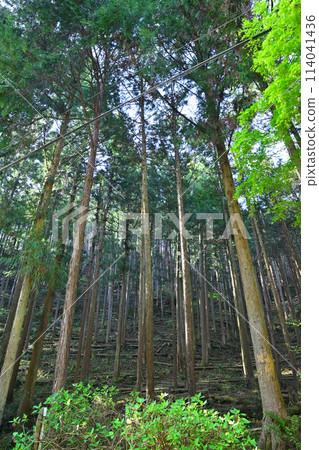 Sunlight filtering through the trees in a well-maintained cedar forest - a view of the forest path leading to Kuroyama Sandaki waterfalls 114041436
