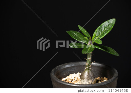 Spring tuberous plant Pachypodium succulentum Spring tuberous plant Pachypodium succulentum 114041468