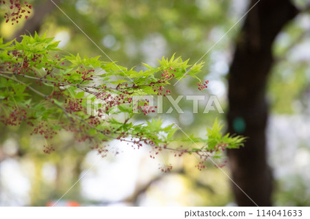 葉子與紅色漿果 葉子與紅色漿果 114041633