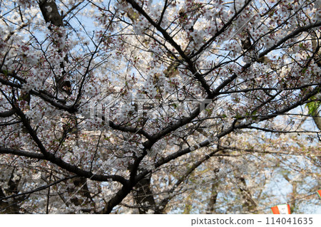 Cherry blossom Cherry blossom 114041635