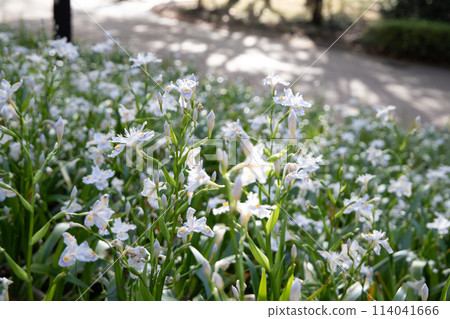 在早晨太陽的黃水仙 114041666