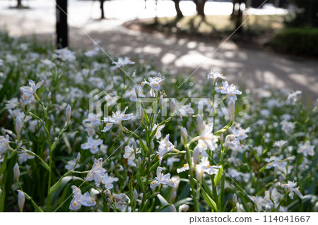 白色鳶尾花 114041667