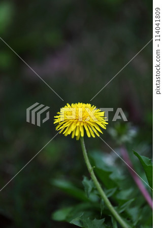 A small dandelion 114041809