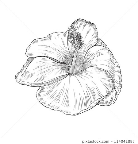 Hibiscus floral tropical flowers. Black and white engraved ink art 114041895