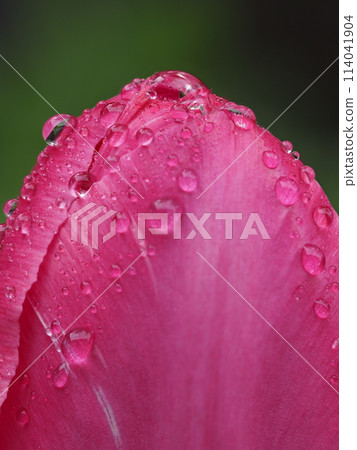 鬱金香花在雨中濕漉漉的 114041904
