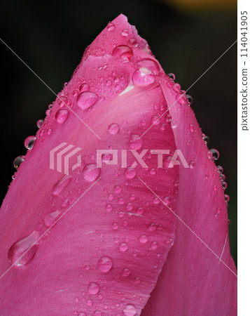 鬱金香花在雨中濕漉漉的 鬱金香花在雨中濕漉漉的 114041905