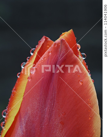 鬱金香花在雨中濕漉漉的 鬱金香花在雨中濕漉漉的 114041906