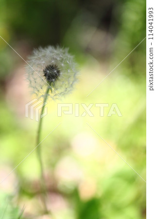 蒲公英的垃圾箱 114041993