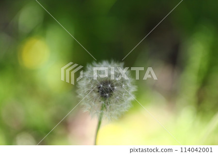Dandelion's Wastebouse Dandelion's Wastebouse 114042001