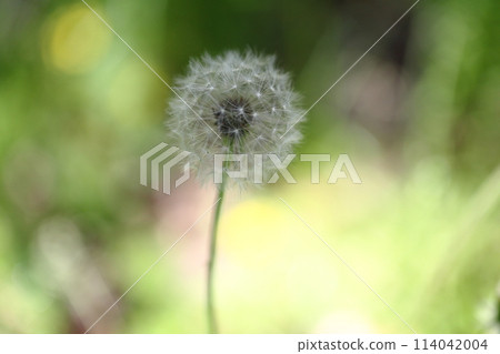 Dandelion's Wastebouse Dandelion's Wastebouse 114042004