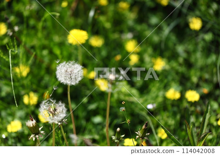 Dandelion's Wastebouse Dandelion's Wastebouse 114042008