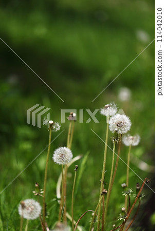 Dandelion's Wastebouse Dandelion's Wastebouse 114042010
