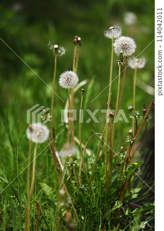 Dandelion's Wastebouse Dandelion's Wastebouse 114042011