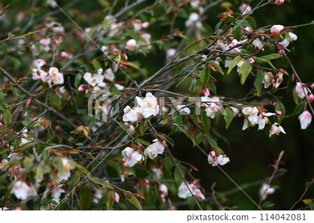 姬三花（Himesanqua）、琉球山茶花（琉球山茶）的花 114042081