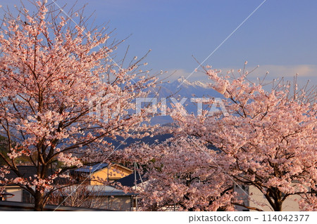 Nabeyama, Kamiyama-cho, Nirasaki City, Yamanashi Prefecture View of rows of cherry trees and Yatsugatake along the river Nabeyama, Kamiyama-cho, Nirasaki City, Yamanashi Prefecture View of rows of cherry trees and Yatsugatake along the river 114042377