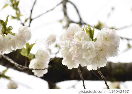 八重崎白櫻花城台 114042467