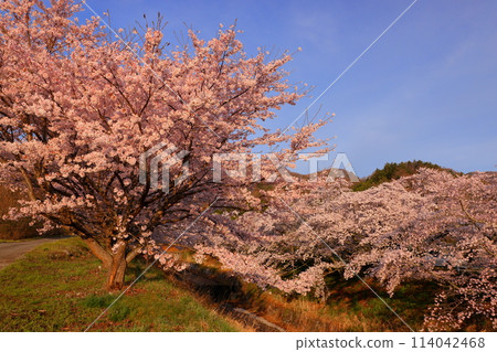 山梨縣韭崎市神山町鍋山，清晨的櫻花樹和河邊的藍天 114042468
