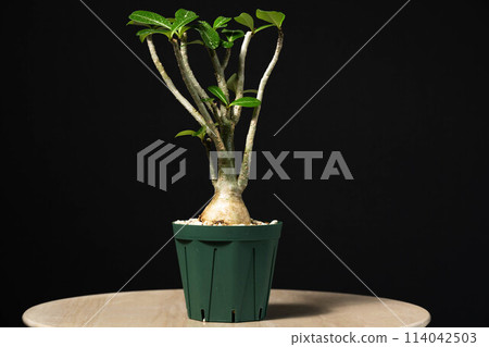 Spring tuberous plant Adenium 114042503