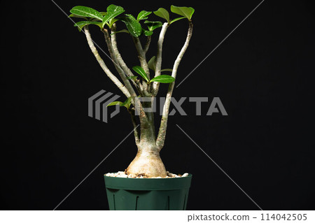 Spring tuberous plant Adenium Spring tuberous plant Adenium 114042505