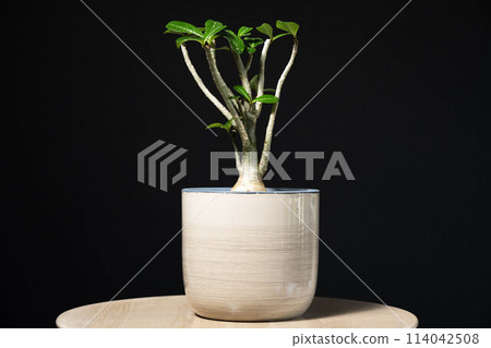 Spring tuberous plant Adenium Spring tuberous plant Adenium 114042508