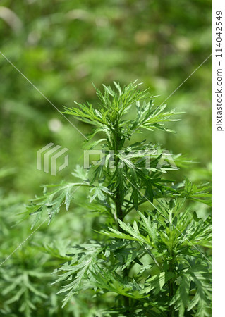 春艾(艾草) 春艾(艾草) 114042549