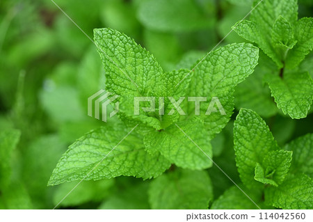 Spring apple mint Spring apple mint 114042560