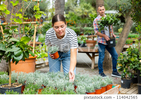 Girl choosing potted Helichrysum tianschanicum plant in garden store 114042565