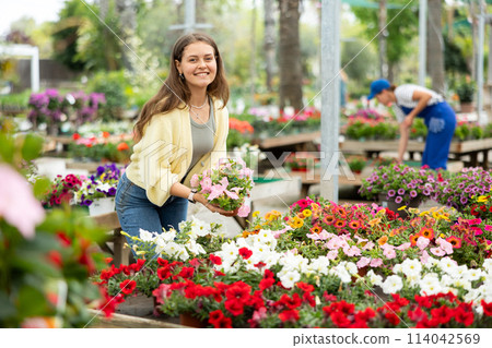 In flower shop, girl chooses flowering petunia atkinsiana plant for outdoor garden decor In flower shop, girl chooses flowering petunia atkinsiana plant for outdoor garden decor 114042569