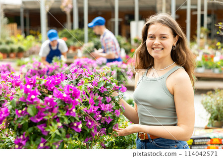 In flower shop, girl chooses flowering Bougainvillea plant for outdoor garden decor 114042571
