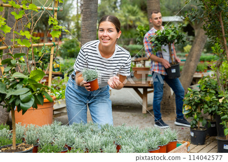 Female customer picking potted Helichrysum tianschanicum plant at garden shop Female customer picking potted Helichrysum tianschanicum plant at garden shop 114042577