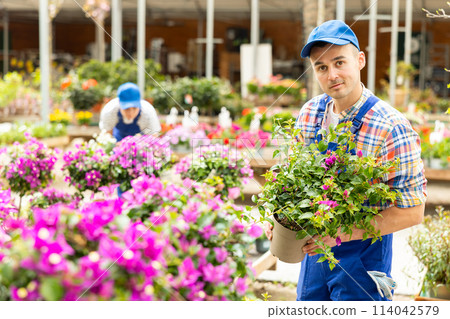 Male garden store employee puts in order showcase with climbing outdoor plants Bougainvillea 114042579