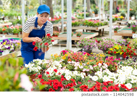 Female floriculturist checking blooming Surfinia bushes in greenhouse 114042598