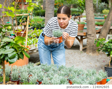 Young female customer near display case with helichrysum carefully selects pot with young seedlings. 114042605