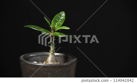 Spring tuberous plant Pachypodium succulentum Spring tuberous plant Pachypodium succulentum 114042842