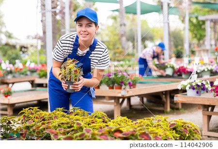 Female garden store employee puts in order showcase with outdoor plants solenostemon 114042906