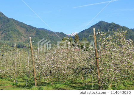 Azumino spring apple blossom bloom time Azumino spring apple blossom bloom time 114043020
