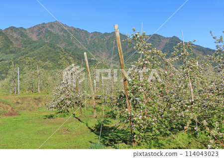 Azumino spring apple blossom bloom time Azumino spring apple blossom bloom time 114043023