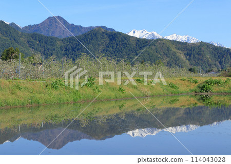 Azumino spring apple blossom bloom time 114043028