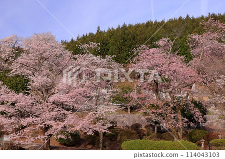 Minami-wari Kamijo, Asahi-cho, Nirasaki City, Yamanashi Prefecture - Cherry Blossom Mountain at Banchiku-san Daikoji Temple, a famous cherry blossom spot 114043103