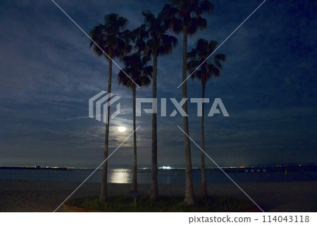 從須磨海岸「許願椰子樹」/日本百選海灘看到的超級月亮（草莓月） 114043118