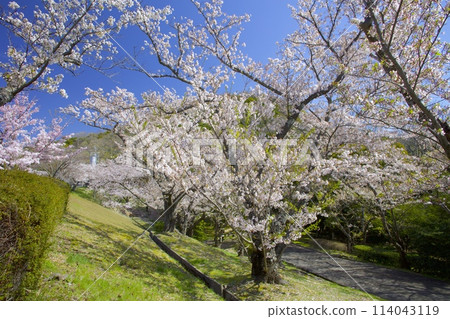 The scent of fresh greenery at Mt. Kabuto and the cherry blossoms at Kitayama Reservoir/Nishinomiya City, Hyogo Prefecture The scent of fresh greenery at Mt. Kabuto and the cherry blossoms at Kitayama Reservoir/Nishinomiya City, Hyogo Prefecture 114043119