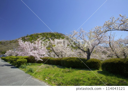 The scent of fresh greenery at Mt. Kabuto and the cherry blossoms at Kitayama Reservoir/Nishinomiya City, Hyogo Prefecture 114043121
