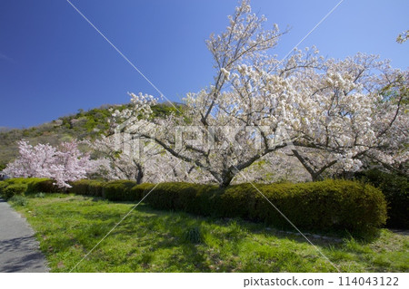 兵庫縣西宮市「小山」與「北山水庫」新綠芬芳的櫻花 114043122