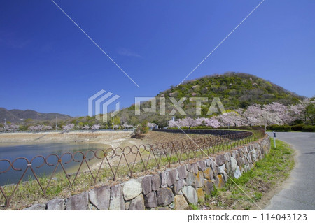 兵庫縣西宮市「小山」與「北山水庫」新綠芬芳的櫻花 兵庫縣西宮市「小山」與「北山水庫」新綠芬芳的櫻花 114043123