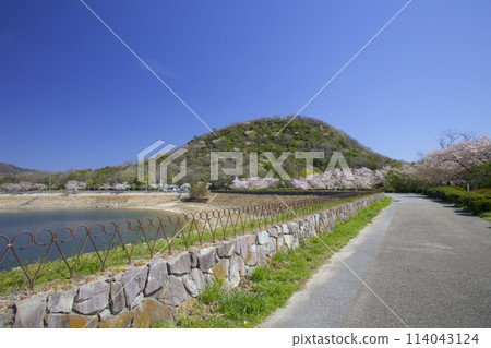 The scent of fresh greenery at Mt. Kabuto and the cherry blossoms at Kitayama Reservoir/Nishinomiya City, Hyogo Prefecture 114043124