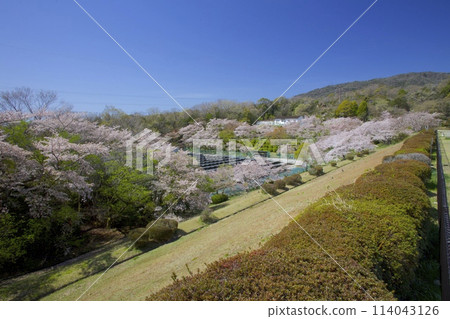 兵庫縣西宮市北山水庫的櫻花和太陽能發電廠 114043126