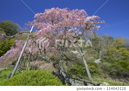Double-flowered red weeping cherry tree at Kitayama Reservoir/Nishinomiya City, Hyogo Prefecture Double-flowered red weeping cherry tree at Kitayama Reservoir/Nishinomiya City, Hyogo Prefecture 114043128