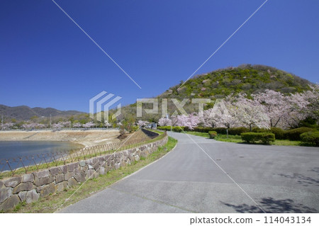 兵庫縣西宮市「小山」與「北山水庫」新綠芬芳的櫻花 114043134