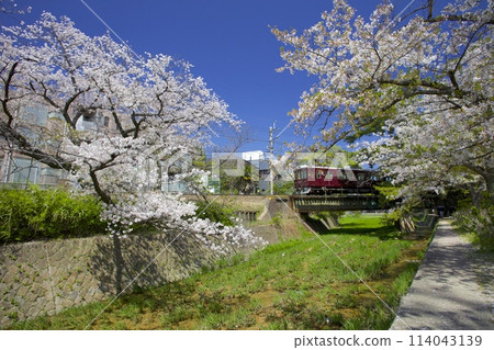 Cherry blossom trees in Shukugawa Park and the Hankyu train crossing the Shukugawa Bridge / One of Japan's Top 100 Cherry Blossom Spots / Nishinomiya City, Hyogo Prefecture Cherry blossom trees in Shukugawa Park and the Hankyu train crossing the Shukugawa Bridge / One of Japan's Top 100 Cherry Blossom Spots / Nishinomiya City, Hyogo Prefecture 114043139