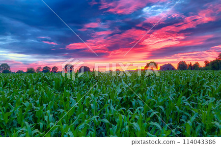 Vibrant Sunset over Lush Corn Fields with a Spectacular Cloudscape Vibrant Sunset over Lush Corn Fields with a Spectacular Cloudscape 114043386